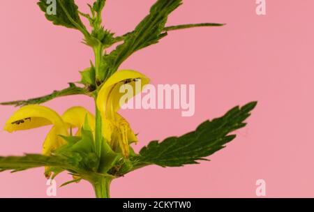 Fleur jaune sauvage connue sous les noms d'archange jaune, usine d'artillerie ou usine d'aluminium isolée sur fond jaune, nom scientifique Lam Banque D'Images