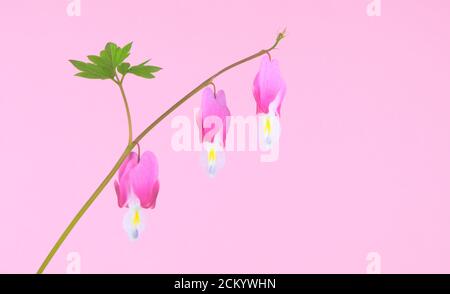 Fleurs en forme de coeur connu sous le nom de coeur de saignement, pendant isolé sur un fond rose, Lamprocapnos spectabilis Banque D'Images