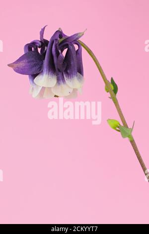 Deux fleurs de printemps de couleur violette et blanche connues sous le nom d'European columbine, Common columbine, sur fond rose, nom scientifique Aquilegia vulgaris Banque D'Images