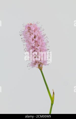 Gros plan d'un groupe de petites fleurs roses d'un Bistort, Bistorta officinalis Banque D'Images