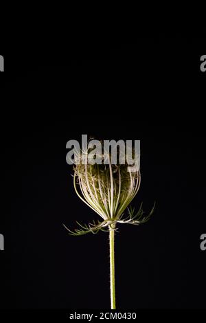 Fleur de carotte sauvage isolée, connue sous le nom de nid d'oiseau, nom scientifique Daucus carota Banque D'Images