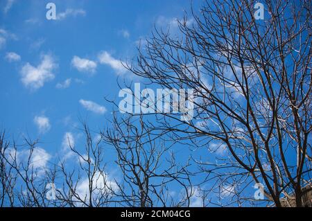 Image de certains arbres sans feuilles sur leurs branches dans début du printemps avec le ciel bleu en arrière-plan Banque D'Images