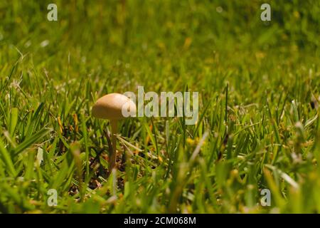 Gros plan d'un champignon sauvage qui pousse sur un pré dans le milieu du ressort Banque D'Images