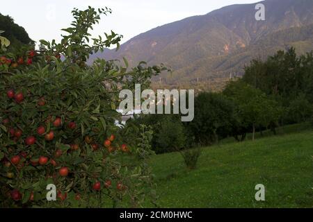 Branche de pomme couverte de pommes rouges sur fond de prairie verte et de collines. Bedeckt mit roten Äpfeln. Jabloń pokryta jabłkami. Banque D'Images