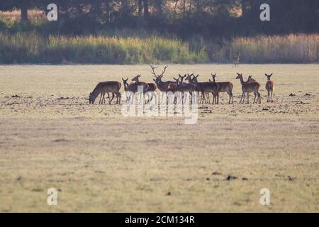 troupeau de cerfs femelles en train de beller pendant la saison d'accouplement. Parc naturel de Marismas del Rocio dans le parc national de Donana au coucher du soleil Banque D'Images