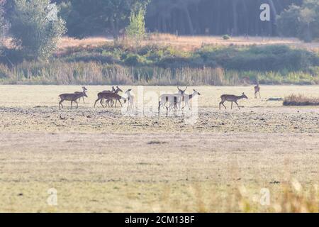 Un cerf de sexe masculin avec son troupeau de cerfs de sexe féminin dans le processus de belling pendant la saison d'accouplement. Parc naturel de Marismas del Rocio dans le parc national de Donana à Banque D'Images