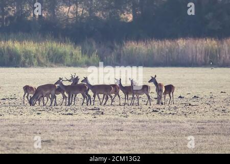 Troupeau de cerfs femelles en train de beller pendant la saison d'accouplement. Parc naturel de Marismas del Rocio dans le parc national de Donana au coucher du soleil Banque D'Images