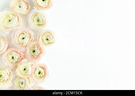 Texture de fond florale faite de bourgeons roses de fleur de ranunculus sur fond blanc. Pose à plat, vue de dessus sur fond floral. Banque D'Images