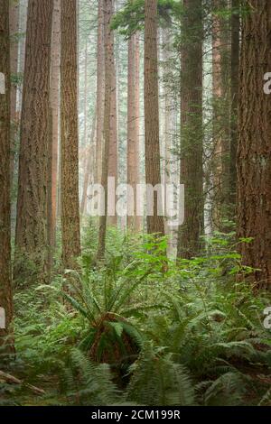 Arbres du Nord-Ouest du Pacifique et sous-croissance. De grands arbres et un fond luxuriant et tempéré de forêt tropicale du nord-ouest du Pacifique. Banque D'Images