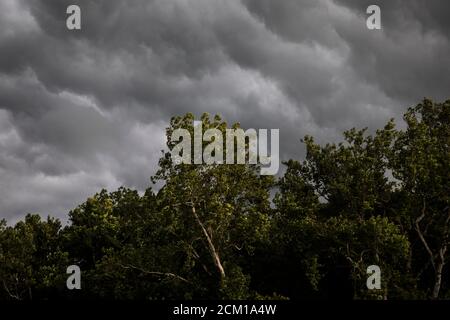 Gros plan de l'arbre de lumière du soleil soufflant devant le gris Nuages de tempête Banque D'Images
