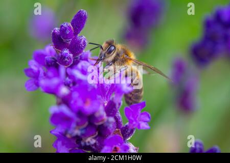 Abeille prise de pollen d'une plante Lavande dans un Jardin anglais Banque D'Images