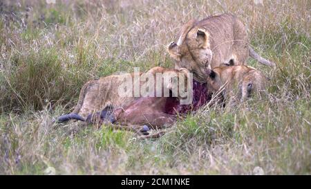 lioness et deux jeunes petits se nourrissant à masai mara Banque D'Images