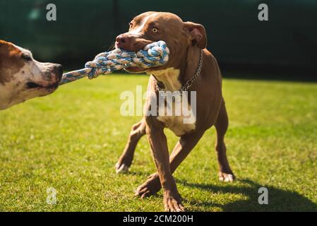 Deux chiens amstaff terrier jouant le remorqueur de la guerre à l'extérieur. Les chiens jeunes et vieux s'amusent dans l'arrière-cour. Banque D'Images