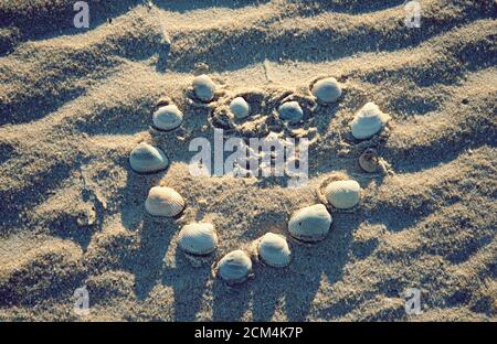 Forme de coeur faite de coquillages sur la plage de sable Banque D'Images