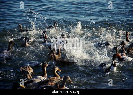 Troupeau de différents types de canards nageant dans l'eau Banque D'Images