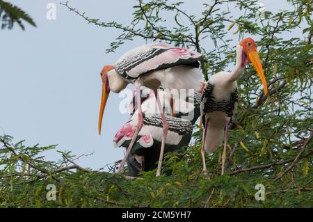 Stork (Mycteria leucocephala peint) Banque D'Images