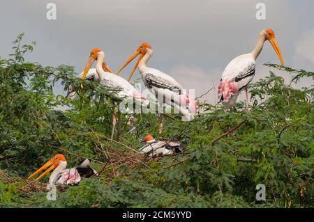 Stork (Mycteria leucocephala peint) Banque D'Images