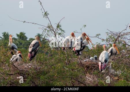 Stork (Mycteria leucocephala peint) Banque D'Images