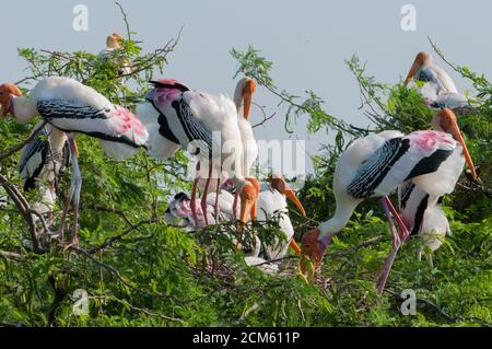 Stork (Mycteria leucocephala peint) Banque D'Images