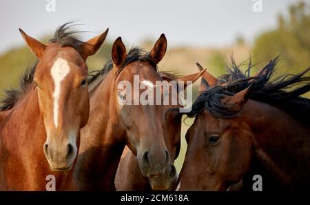 Gros plan sur les têtes de chevaux en petits groupes avec une faible profondeur de champ Banque D'Images