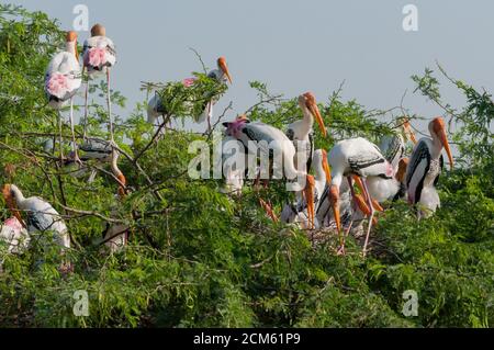 Stork (Mycteria leucocephala peint) Banque D'Images