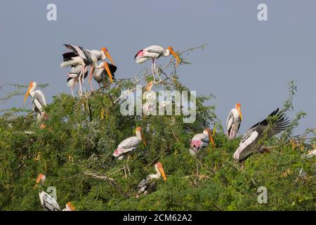 Stork (Mycteria leucocephala peint) Banque D'Images