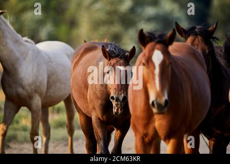 Bâillements de chevaux dans un troupeau de jeunes chevaux domestiqués dans champ à faible profondeur de champ Banque D'Images