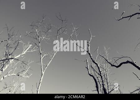 Regardez les arbres stériles en noir et blanc Banque D'Images