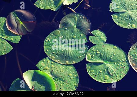 Gros plan sur les blocs verts de Lilly avec des gouttes d'eau sur le dessus Banque D'Images