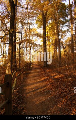 Suivez le sentier du parc de terre bordé d'arbres en fin d'après-midi, avec le feuillage d'automne. Banque D'Images