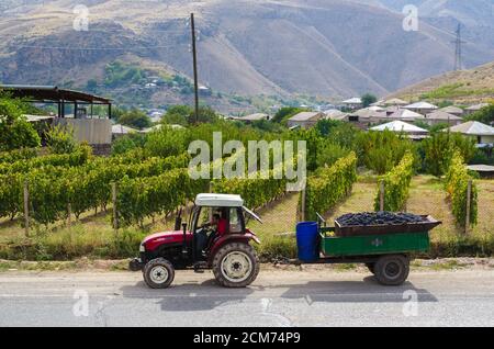 Le tracteur transporte Grape Harvest dans les rangées de raisins et de montagnes en arrière-plan, par beau temps Banque D'Images