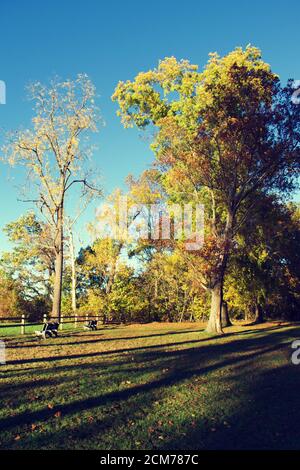 Suivez le sentier du parc de terre en étant bordé d'arbres en fin d'après-midi, avec le feuillage d'automne. Banque D'Images