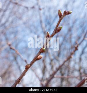 Branche d'arbre avec bourgeons gonflés et prêts à fleurir au début du printemps sur fond de ciel. Banque D'Images