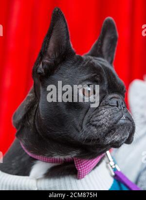 Bouledogue français portant un nœud papillon Banque D'Images