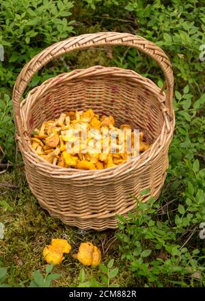 panier de champignons en osier sur fond de végétation forestière, chanterelles jaunes dans le panier, temps de rassemblement des champignons, été dans la forêt Banque D'Images