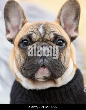 Bulldog français portant un chandail d'hiver Banque D'Images