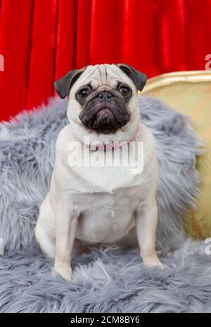 Le PUG Pet Banque D'Images