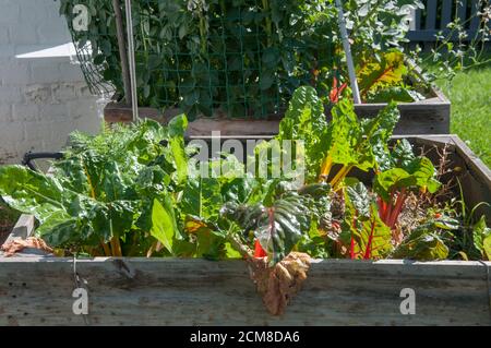Potager enfermé dans une boîte de jardinières dans une maison de banlieue intérieure, Melbourne, Australie, une activité populaire pendant le confinement de COVID-19 2020. Banque D'Images