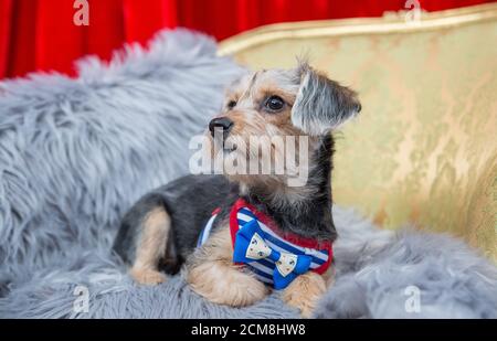 Joli chien de race mixte portant un noeud papillon Banque D'Images