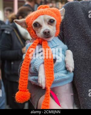 Animal de compagnie Chihuahua vêtu de vêtements d'hiver, Melbourne Banque D'Images