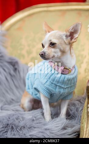 Animal de compagnie Chihuahua vêtu de vêtements d'hiver, Melbourne Banque D'Images