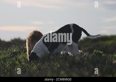 Couple de chiens creusant un trou sur le dessus d'un côte Banque D'Images