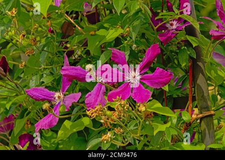 Fleur en cuir italien violet, Clematis viticella. Banque D'Images