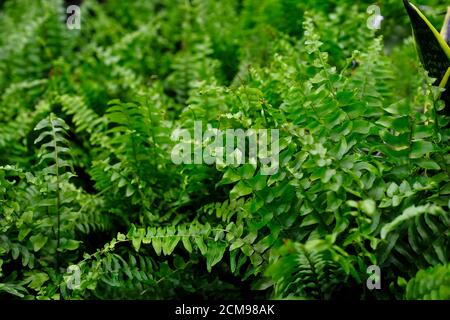 Nephrolepis vert gros plan. Vente en magasin. Mise au point sélective Banque D'Images