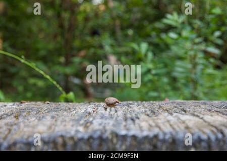 Bangkok, Thaïlande. 29 août 2020. Un escargot est vu au Sri Nakhon Khuean Khan Park and Botanical Garden à Bangkok, Thaïlande, le 29 août 2020. Les grands et petits parcs de la ville de Bangkok sont non seulement d'excellents endroits pour les citoyens pour se détendre et faire de l'exercice, mais aussi une partie importante de l'équilibre écologique de la ville. Le gouvernement municipal local élargit la zone verte de la ville en plantant des arbres et en construisant de nouveaux parcs. Credit: Zhang Keren/Xinhua/Alay Live News Banque D'Images
