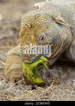 Iguane terrestre des Galapagos Banque D'Images