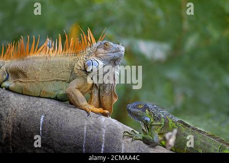 Iguane vert, jeu d'accouplement Banque D'Images