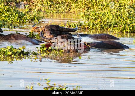 Buffalo asiatique du Sud-est qui aime s'allonger, s'imprégner dans l'eau. Vu à Pegu, Myanmar Banque D'Images