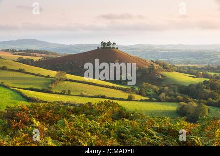 Bridport, Dorset, Royaume-Uni. 17 septembre 2020. Météo Royaume-Uni. Vue de Eype Down de Colmers Hill près de Bridport dans Dorset qui montre ses couleurs d'automne comme il est baigné en début de matinée soleil d'automne pendant l'heure d'or après le lever du soleil. Crédit photo : Graham Hunt/Alamy Live News Banque D'Images