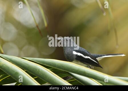 ORIENTAL MAGPIE ROBIN Banque D'Images